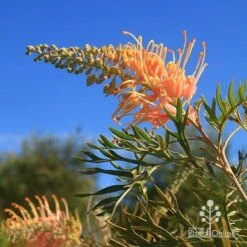 Grevillea Strawberry Pops 30 Grevillea Strawberry Pops -Plant Seed Store apo grevillea strawberry pops blue sky