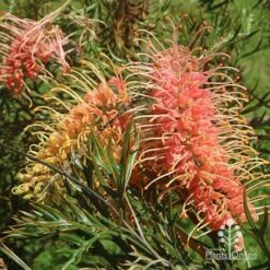 Grevillea Strawberry Pops 26 Grevillea Strawberry Pops -Plant Seed Store apo grevillea strawberry pops flowers