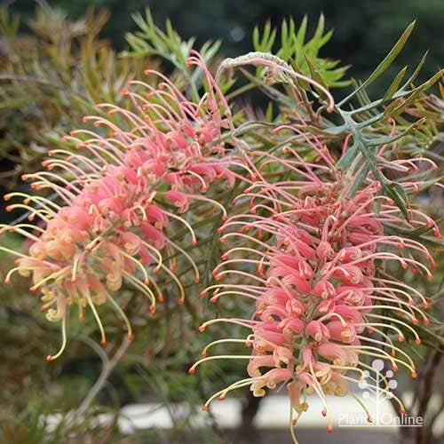 Grevillea Strawberry Pops 4 Grevillea Strawberry Pops - Image 4