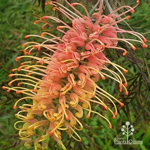 Grevillea Strawberry Pops 1 Grevillea Strawberry Pops