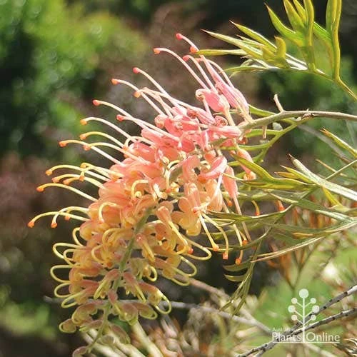 Grevillea Strawberry Pops 16 Grevillea Strawberry Pops - Image 16