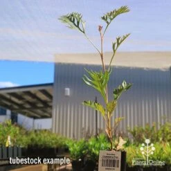 Grevillea Strawberry Pops 28 Grevillea Strawberry Pops -Plant Seed Store apo grevillea strawberry pops tubestock