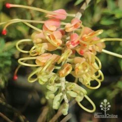 Grevillea Strawberry Sundae -Plant Seed Store apo grevillea strawberry sundae opening