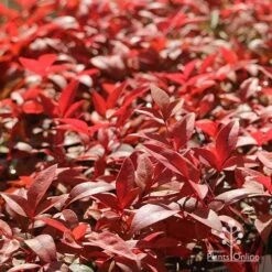 Nandina Gulf Stream 18 Nandina Gulf Stream -Plant Seed Store apo gulf stream winter colour