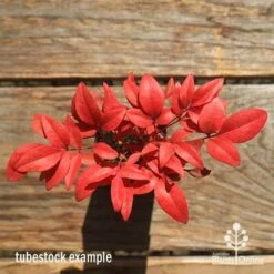 Nandina Gulf Stream 13 Nandina Gulf Stream -Plant Seed Store apo gulf stream winter colour tubestock