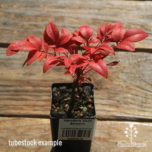 Nandina Gulf Stream 6 Nandina Gulf Stream - Image 6