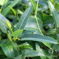 Hardenbergia Snow White - White Coral Pea 17 Hardenbergia Snow White - White Coral Pea -Plant Seed Store apo hardenbergia snow white foliage