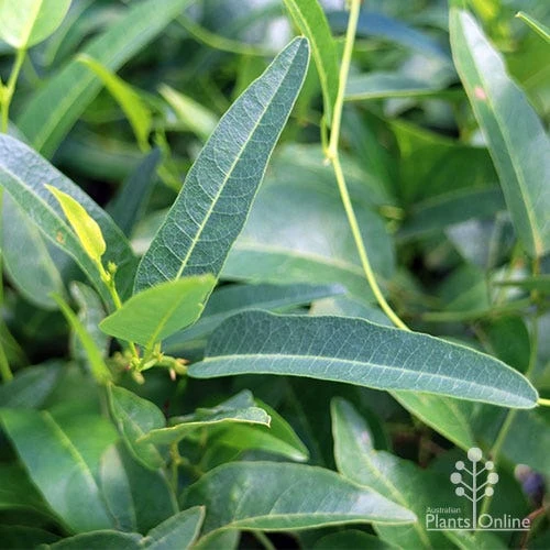 Hardenbergia Snow White - White Coral Pea 8 Hardenbergia Snow White - White Coral Pea - Image 8