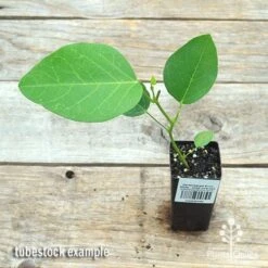 New Products -Plant Seed Store apo hardenbergia snow white tubestoc top