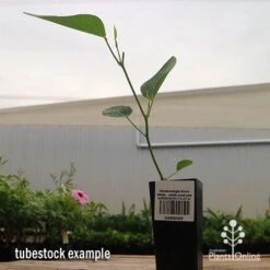 Hardenbergia Snow White - White Coral Pea 16 Hardenbergia Snow White - White Coral Pea -Plant Seed Store apo hardenbergia snow white tubestock