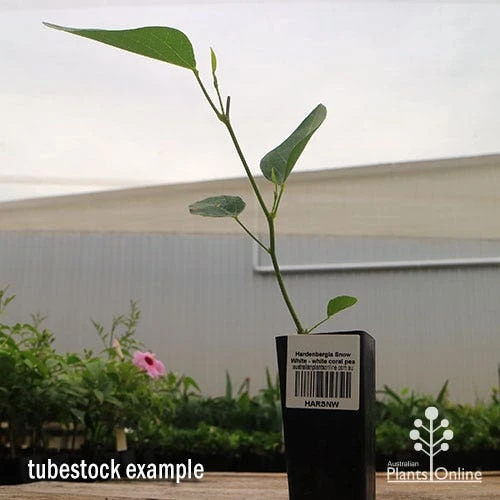 Hardenbergia Snow White - White Coral Pea 7 Hardenbergia Snow White - White Coral Pea - Image 7