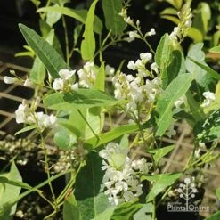 Hardenbergia Snow White - White Coral Pea 19 Hardenbergia Snow White - White Coral Pea -Plant Seed Store apo hardenbergia white flowering tubestock