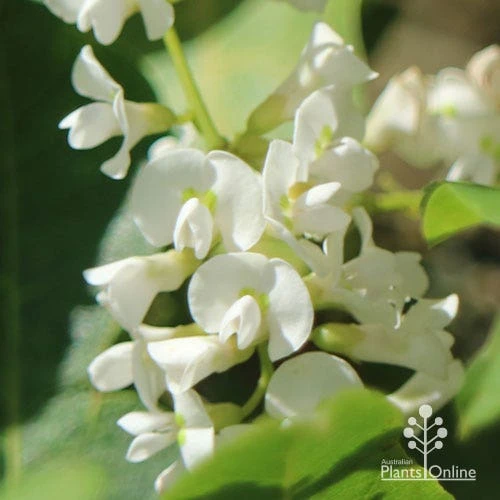 Hardenbergia Snow White - White Coral Pea 3 Hardenbergia Snow White - White Coral Pea - Image 3