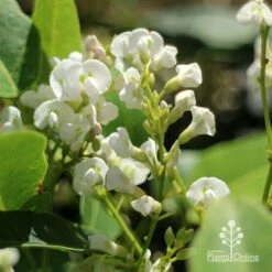 Hardenbergia Snow White - White Coral Pea 14 Hardenbergia Snow White - White Coral Pea -Plant Seed Store apo hardenbergia white flowers2