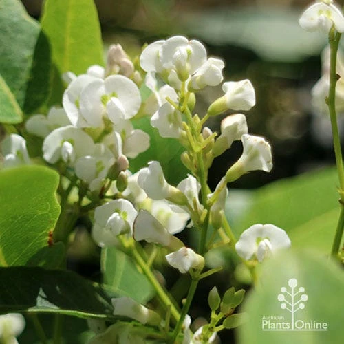 Hardenbergia Snow White - White Coral Pea 5 Hardenbergia Snow White - White Coral Pea - Image 5