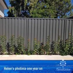 Photinia Thin Red 18 Photinia Thin Red -Plant Seed Store apo helen wheadon photinia