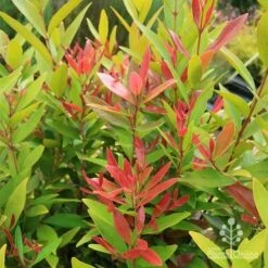 Acmena Hemilampra - Blush Satinash 18 Acmena Hemilampra - Blush Satinash -Plant Seed Store apo hemilampra red green