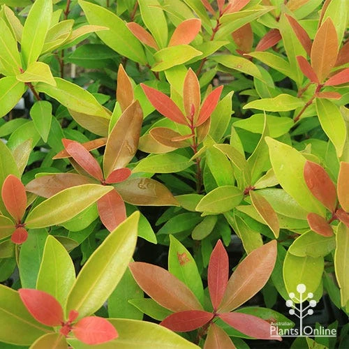 Acmena Hemilampra - Blush Satinash 7 Acmena Hemilampra - Blush Satinash - Image 7