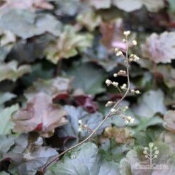 Heuchera Palace Purple - Coral Bells -Plant Seed Store apo heuchera palace purple