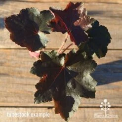 Heuchera Palace Purple - Coral Bells -Plant Seed Store apo heuchera palace purple colour