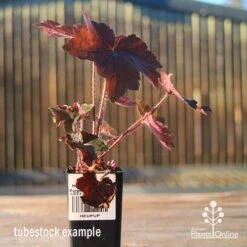 Heuchera Palace Purple - Coral Bells -Plant Seed Store apo heuchera palace purple tubestock