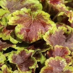 Heucherella Solar Eclipse - Foamy Bells 17 Heucherella Solar Eclipse - Foamy Bells -Plant Seed Store apo heuchera solar eclipse