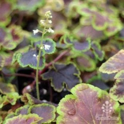 Heucherella Solar Eclipse - Foamy Bells 20 Heucherella Solar Eclipse - Foamy Bells -Plant Seed Store apo heuchera solar eclipse dark