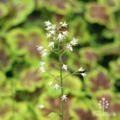 Heucherella Solar Eclipse - Foamy Bells 21 Heucherella Solar Eclipse - Foamy Bells -Plant Seed Store apo heuchera solar eclipse flowers