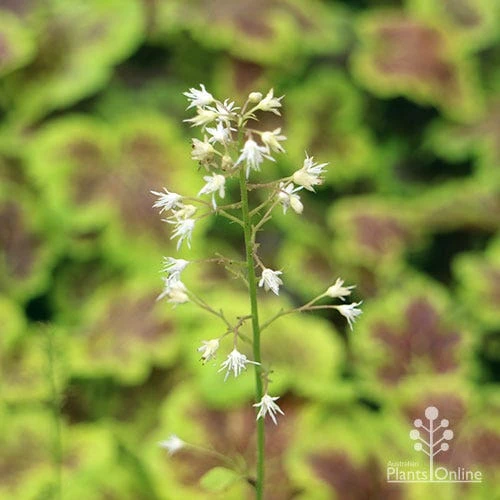 Heucherella Solar Eclipse - Foamy Bells 10 Heucherella Solar Eclipse - Foamy Bells - Image 10