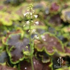 Heucherella Solar Eclipse - Foamy Bells 14 Heucherella Solar Eclipse - Foamy Bells -Plant Seed Store apo heuchera solar eclipse flowers 1