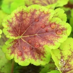 Heucherella Solar Eclipse - Foamy Bells 19 Heucherella Solar Eclipse - Foamy Bells -Plant Seed Store apo heuchera solar eclipse leaf