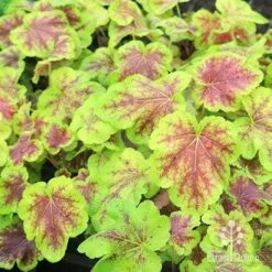 Heucherella Solar Eclipse - Foamy Bells 23 Heucherella Solar Eclipse - Foamy Bells -Plant Seed Store apo heuchera solar eclipse plants
