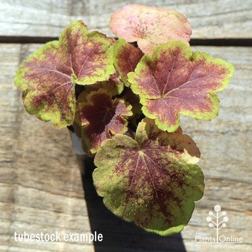 Heucherella Solar Eclipse - Foamy Bells 4 Heucherella Solar Eclipse - Foamy Bells - Image 4