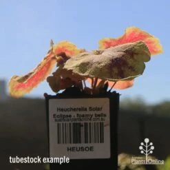 Heucherella Solar Eclipse - Foamy Bells 18 Heucherella Solar Eclipse - Foamy Bells -Plant Seed Store apo heuchera solar eclipse tubestock winter