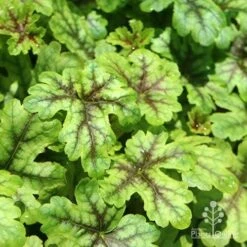 Heucherella Tapestry - Foamy Bells 22 Heucherella Tapestry - Foamy Bells -Plant Seed Store apo heuchera tapestry
