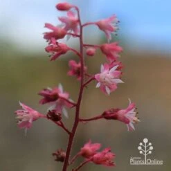 Heucherella Tapestry - Foamy Bells 21 Heucherella Tapestry - Foamy Bells -Plant Seed Store apo heucherella tapestry flowers 2
