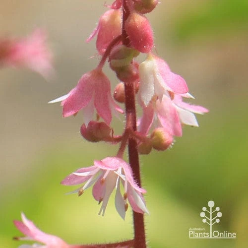 Heucherella Tapestry - Foamy Bells 8 Heucherella Tapestry - Foamy Bells - Image 8
