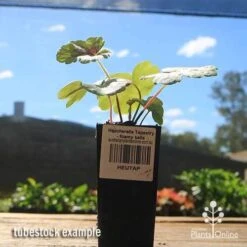 Heucherella Tapestry - Foamy Bells 19 Heucherella Tapestry - Foamy Bells -Plant Seed Store apo heucherella tapestry tubestock