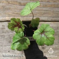 Heucherella Tapestry - Foamy Bells 25 Heucherella Tapestry - Foamy Bells -Plant Seed Store apo heucherella tapestry tubestock top