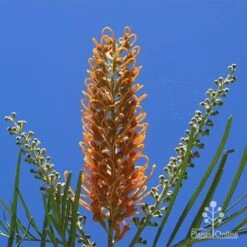 Grevillea Honey Gem -Plant Seed Store apo honey gem flower blue sky