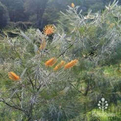 Grevillea Honey Gem -Plant Seed Store apo honey gem grevillea bushes silvery