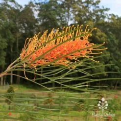 Grevillea Honey Gem -Plant Seed Store apo honey gem grevillea flower crisp