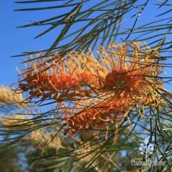Grevillea Honey Gem -Plant Seed Store apo honey gem grevillea flower foliage winter