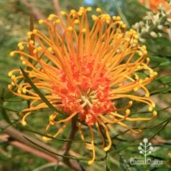 Grevillea Honey Gem -Plant Seed Store apo honey gem grevillea flower full open