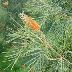 Grevillea Honey Gem -Plant Seed Store apo honey gem grevillea weeping habit