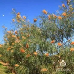 Grevillea Honey Gem -Plant Seed Store apo honey gem grevillea winter and butterfly