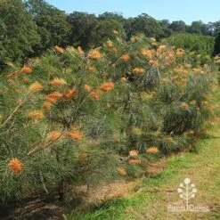 Grevillea Honey Gem -Plant Seed Store apo honey gem grevilleas in paddock