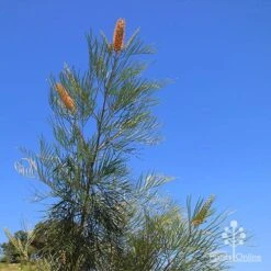 Grevillea Honey Gem -Plant Seed Store apo honey gem nursery blue sky