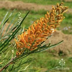 Grevillea Honey Gem -Plant Seed Store apo honey gem nursery flower