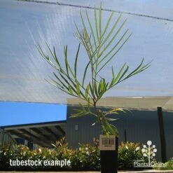 Grevillea Honey Gem -Plant Seed Store apo honey gem tubestock large